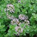 wild marjoram